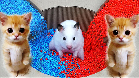 The Best Hamster Challenges