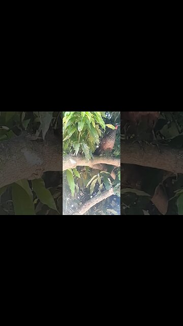 Jacu em cima da árvore Jacuaçu