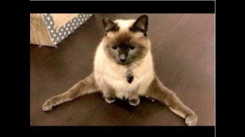 Funny Pets Compilation - Part 21