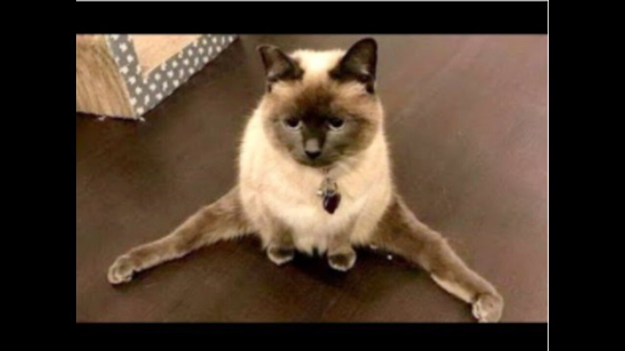Funny Pets Compilation - Part 21
