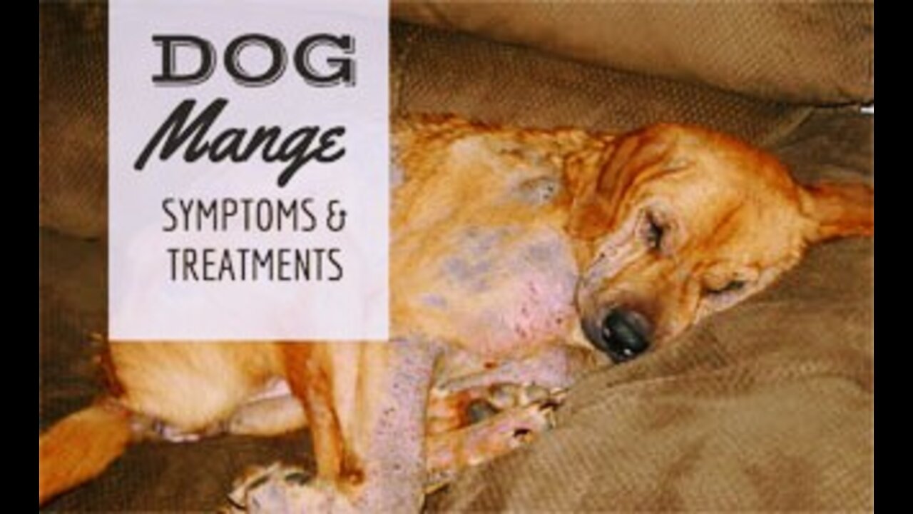 Dog Dermatitis/ Dog scrabies treatment