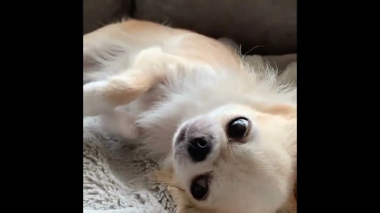 Funny Dog Puppies 😂 These Funny 🐱 Dog Videos #shortsvideo #viral #shorts1