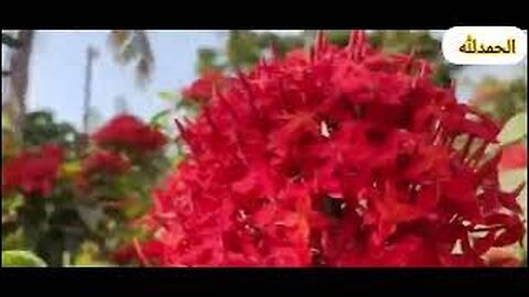 Best FREE Fertilizer Hacks Every Gardener Needs to Know NOW