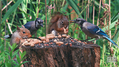 Cat TV 🐱 Dog TV 🐶 Upstate Birds And Critters: Ep 328— 072524