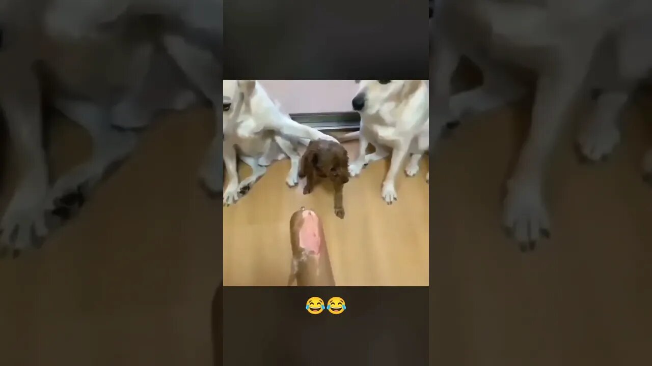 funny pets #shorts