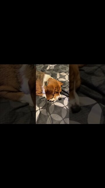 Banchee The Beagle is the Best Lazy Dog