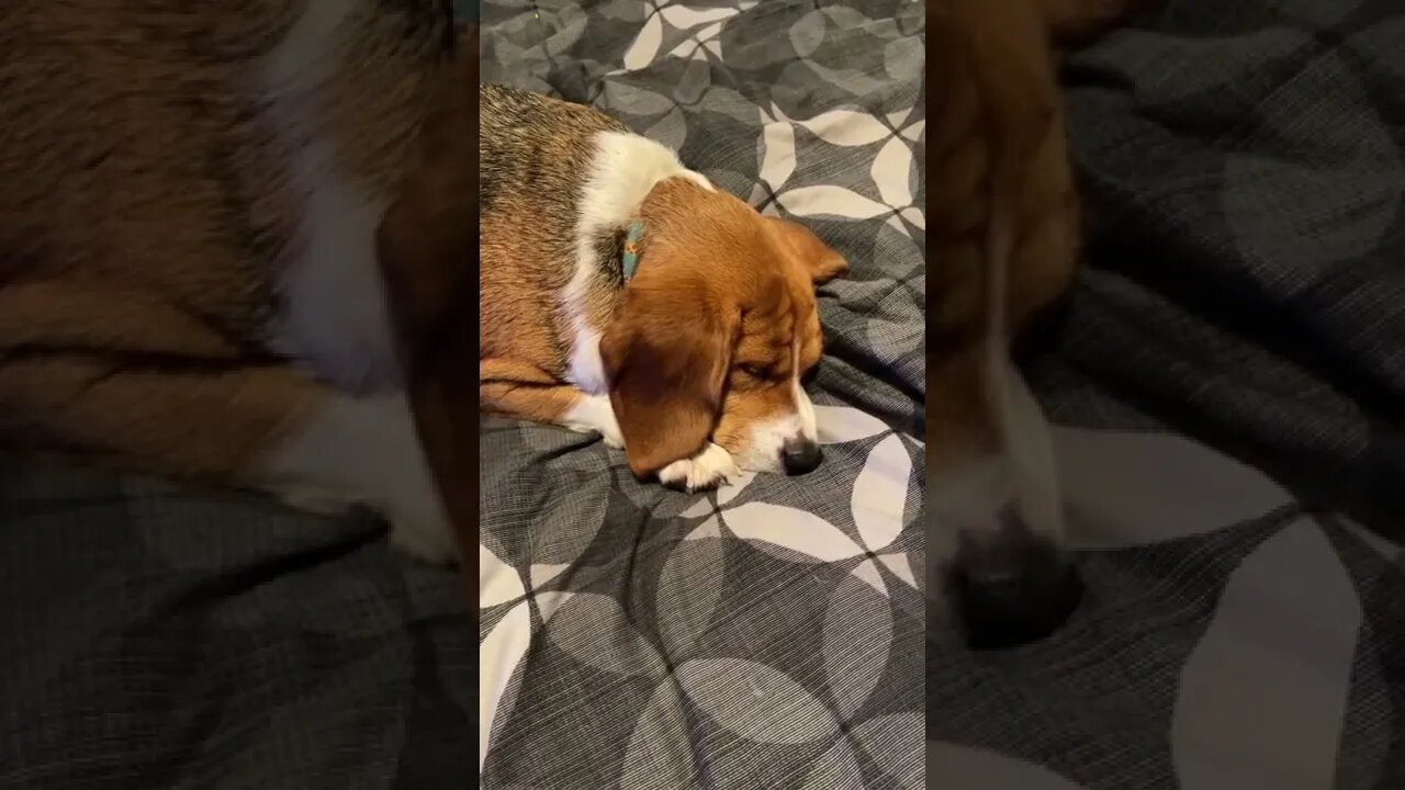 Banchee The Beagle is the Best Lazy Dog