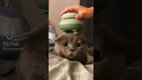 Cute Cat ☺️