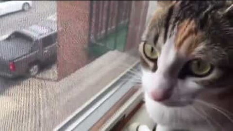 Un chat essaye de communiquer avec des oiseaux
