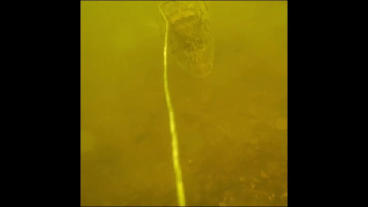 Pufferfish on the bait