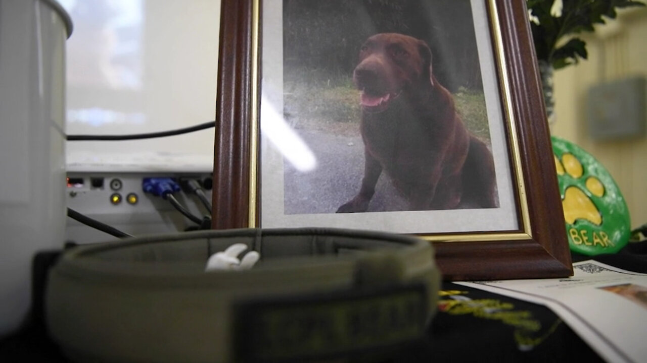 LCpl Bear, an official member of the Marine Corps mascot program