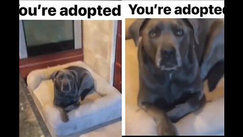 See the dogs reaction to saying You're Adopted 😂