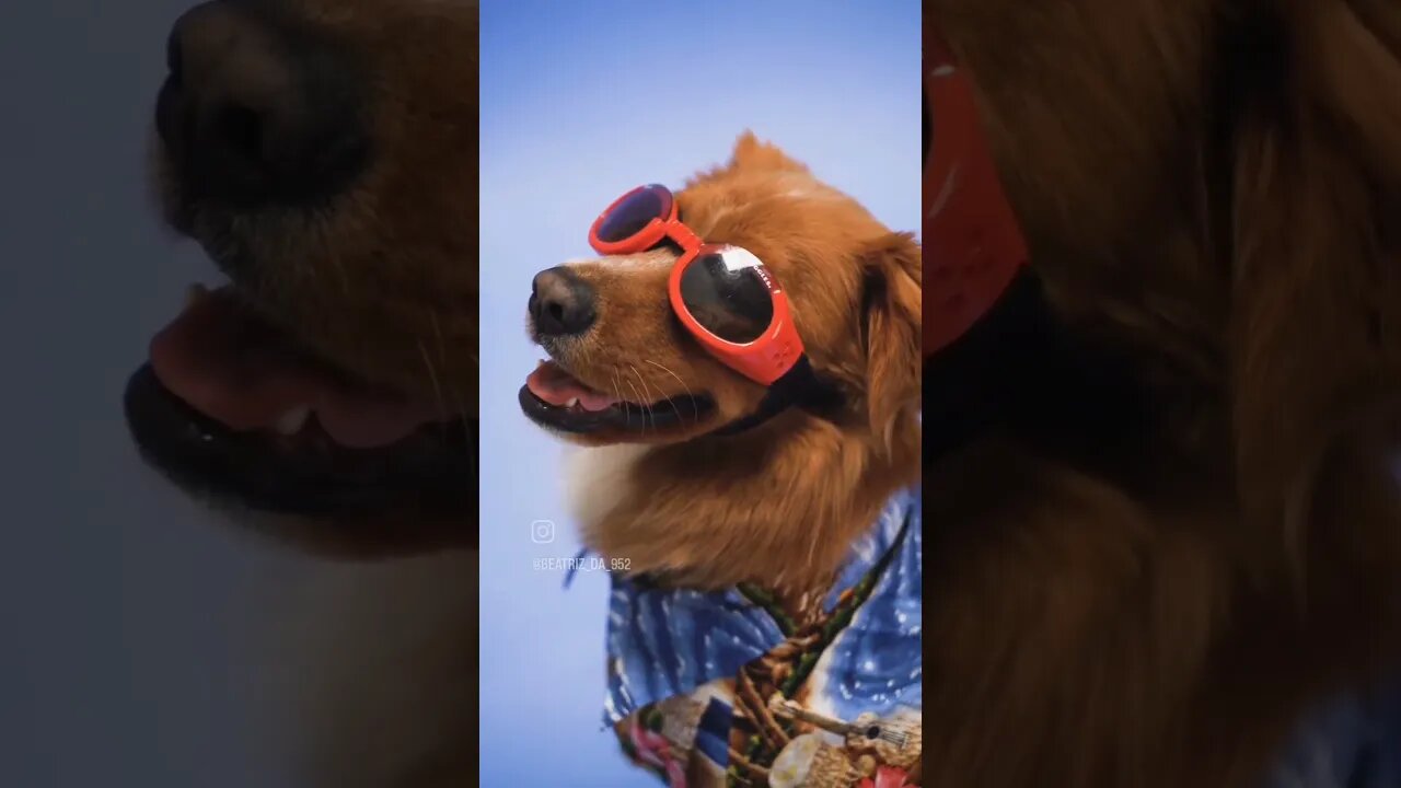 CACHORRINHO ESTILOSO