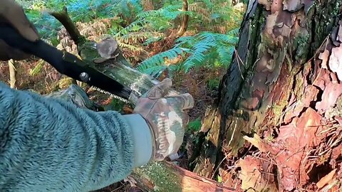 Half TIPI TARP camping | Find Kienspan | Cooking Fried potatoes | Relax with Dogs | Forest ASMR-6