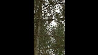 Hoot Hoot