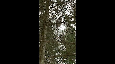 Hoot Hoot