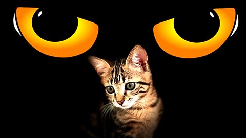 Dog and Cat playing - Calming Music - Part : 1 Cat Only 2022