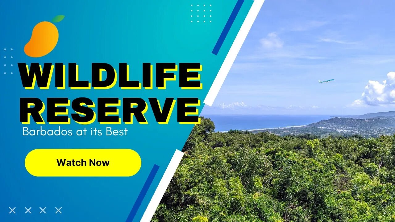 Wow! Barbados Wildlife Reserve with Kids and Local Food