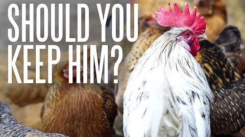 Should You Keep Extra Roosters?