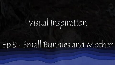 Visual Inspiration / Ep9 / 2 Newborn Rabbit Kittens and Their Mother