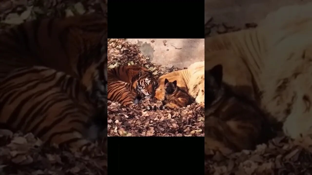 The dog is the brother of the tiger.#funnydogs #hotveido @ᴛɪᴋᴛᴏᴋ