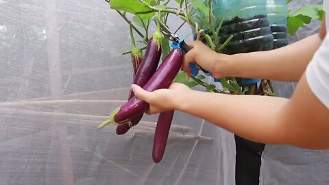 The secret from eggs and bananas to grow eggplants hanging upside down