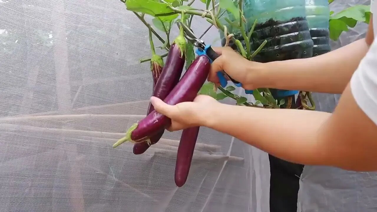 The secret from eggs and bananas to grow eggplants hanging upside down