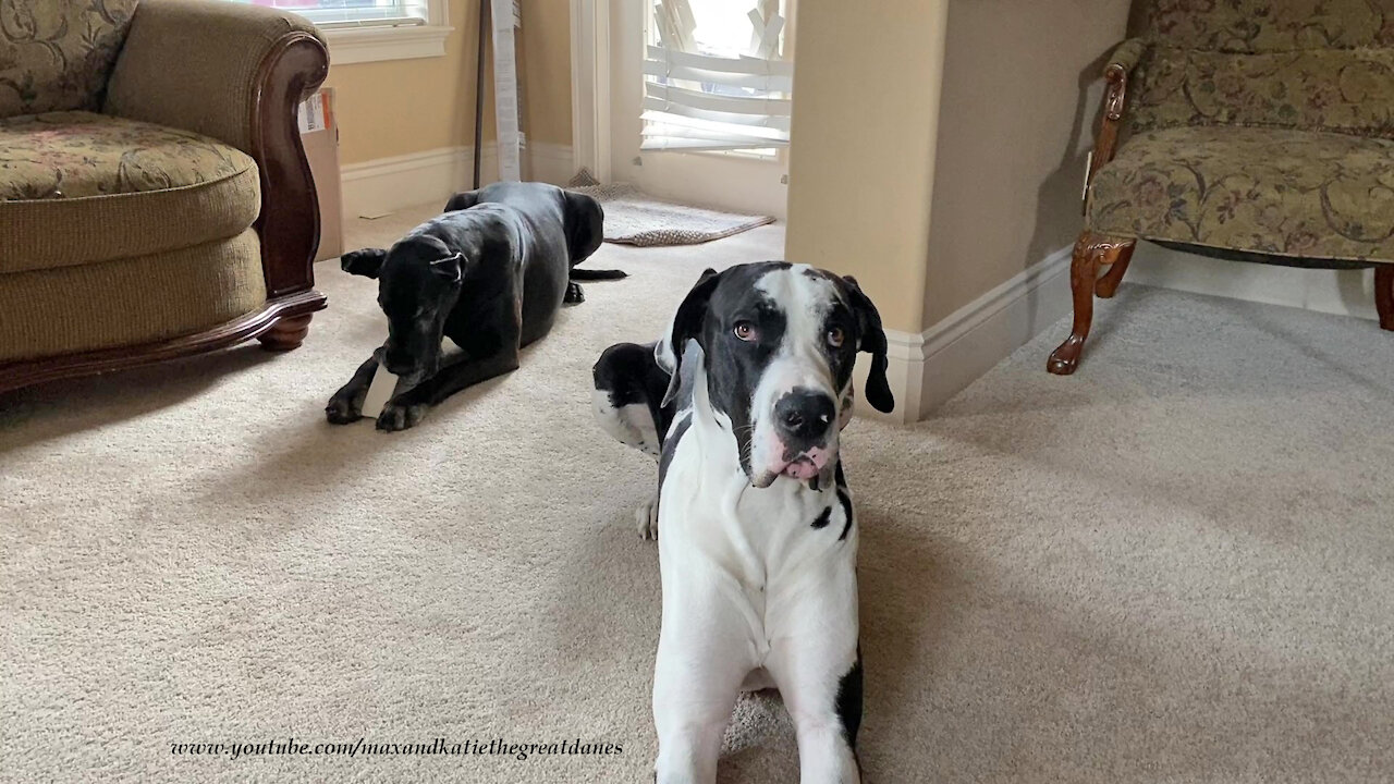 Innocent Great Dane gets caught nibbling on the blinds