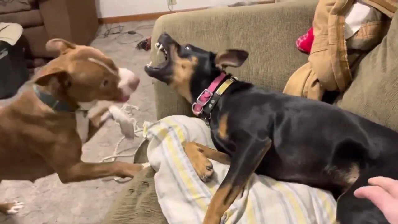 Get off the couch Come play!