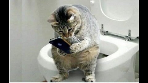 Funny cat and owner's interaction 👯😺