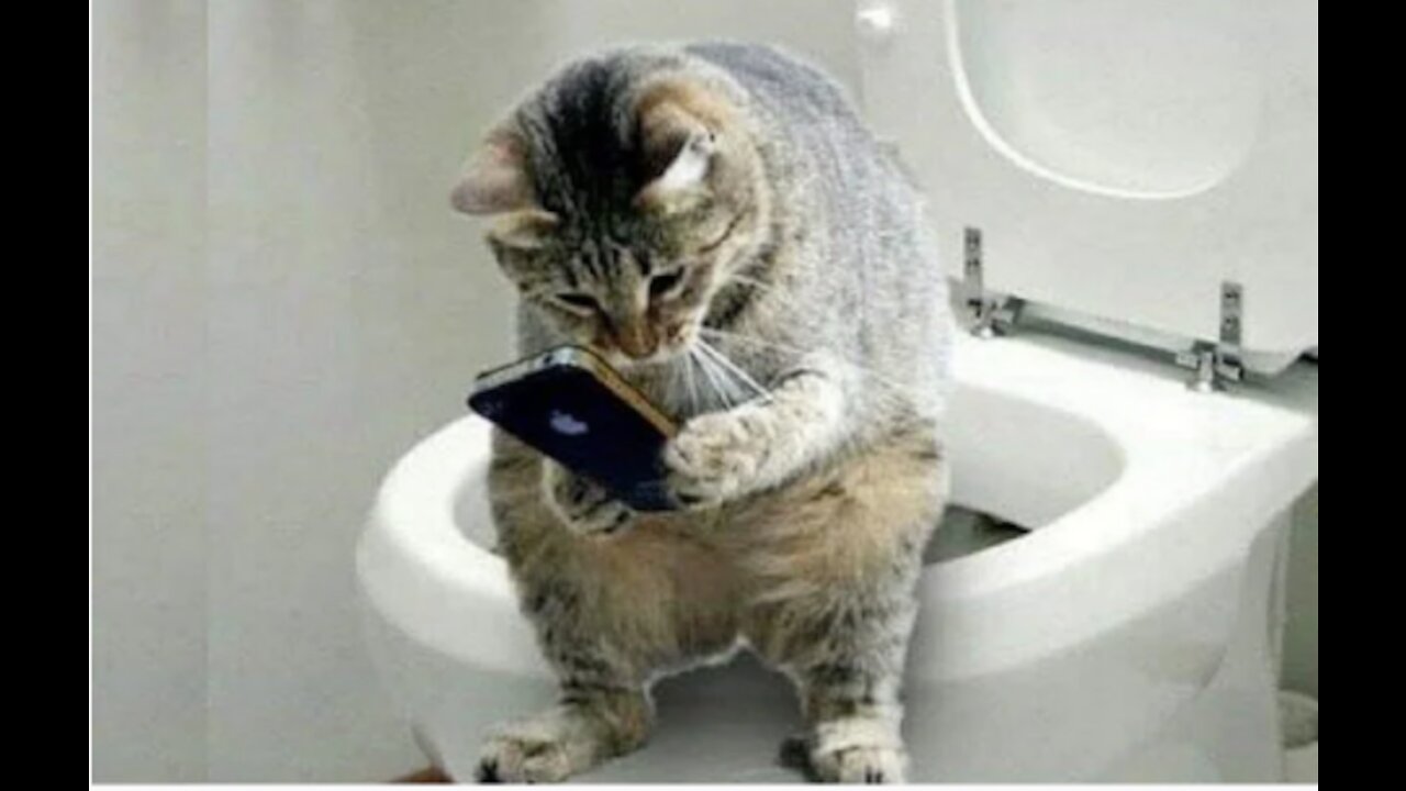 Funny cat and owner's interaction 👯😺