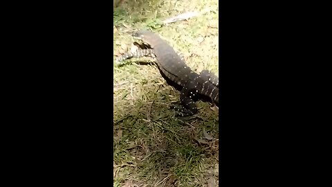 Early Signs of Spring ☀️🦎Big Goanna Wakes Up to Sunbathe ☀️☀️☀️