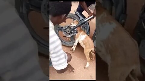 Ajudando a Cabrinha #shorts