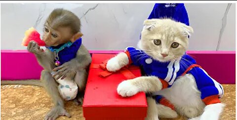 Monkey Baby Boo Boo Become Delivery Men Cat Turn Into Supper Hero