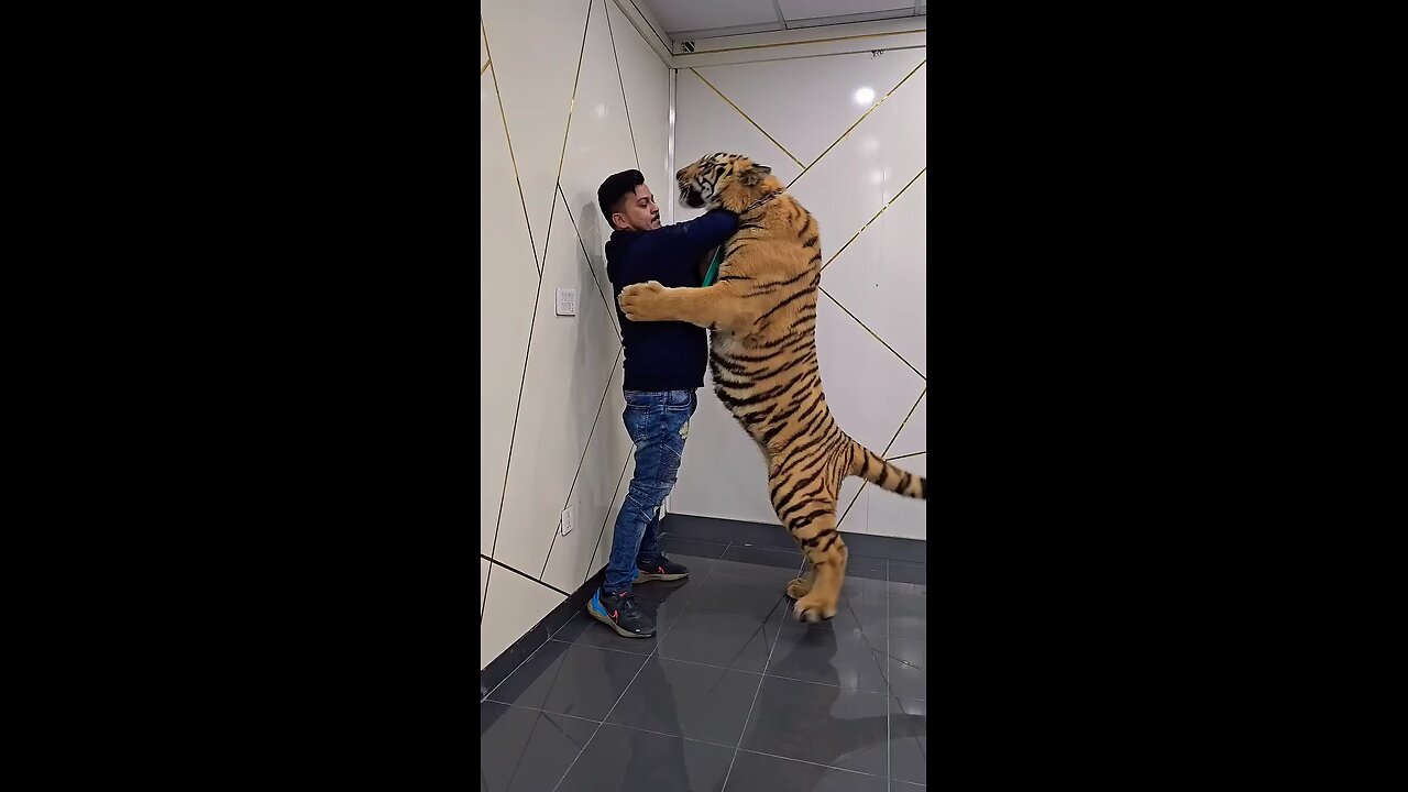 Tiger Wants to Bite My Neck |😫😫😫😫