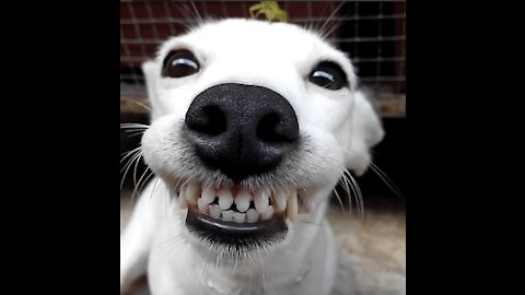 Dog wearing a doctor costume - funny dog 🐶🐕🤗