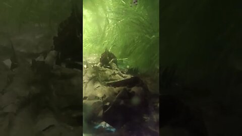 lobster air tawar#ikanhiasairtawar #fish #shortvideo #fishingequipment #fishing #fishingequipment