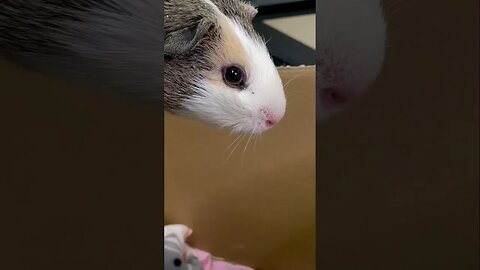 Guinea Pigs RESCUED by GROOMER! #grooming