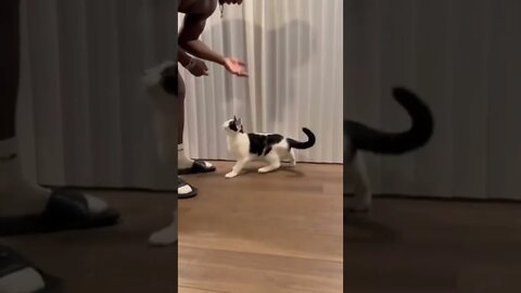 Training to cat l#shorts