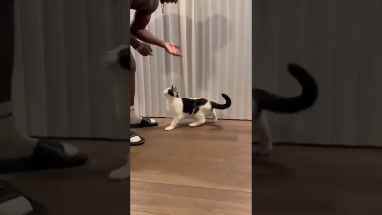 Training to cat l#shorts