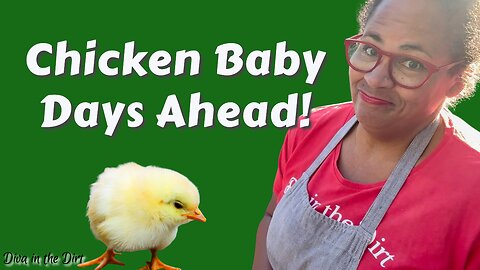 Chicken Babies! : Welcoming Our Newest Additions | Urban Homestead VLOG
