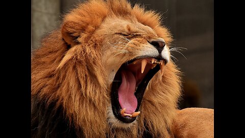 Adorable Lions In The Wild