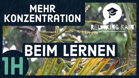 More concentration while learning with the sound of light tropical rain | 1h |