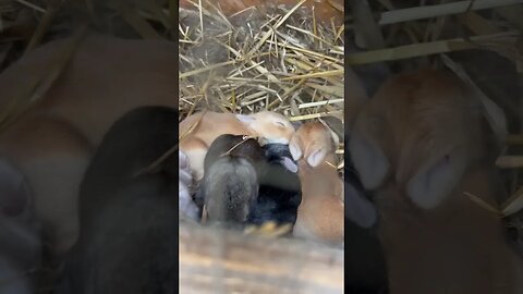 Growing Rabbits! #shorts #rabbits #homesteading #homesteader #animals