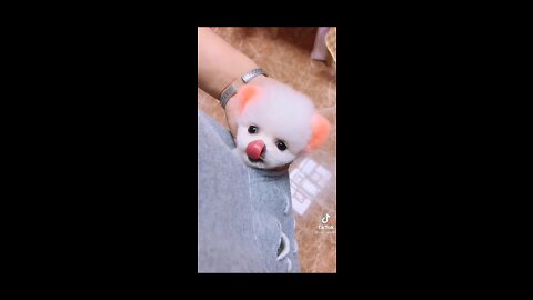 Baby dog