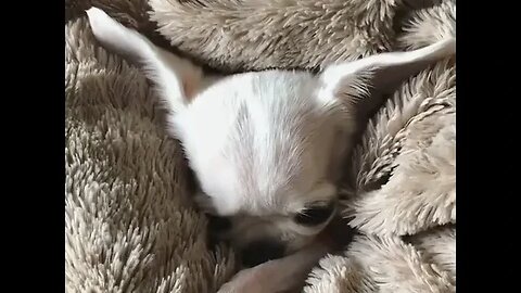 This Dog's Reaction is Bordering on Unbelievable!