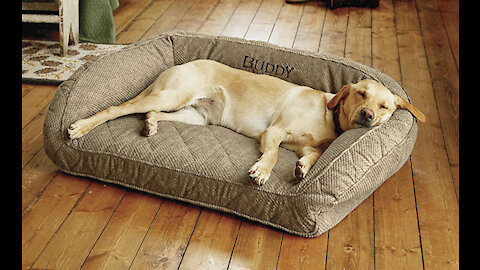 How To Train Your Dog To Go To Their Bed