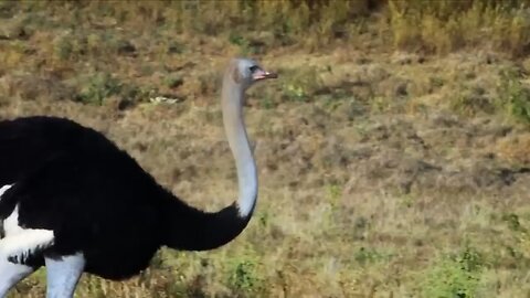 Animals wolde Videos