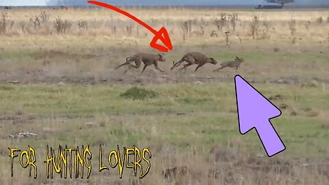 Greyhounds with High Speed Vs Rabbit 🐇 😱 | Galgos y conejos con alta velocidad Борзые и кролик