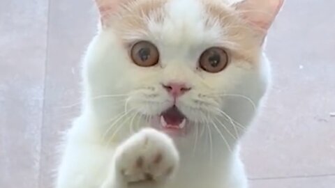 Cute cat is dancing alone